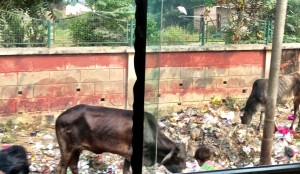 Children and cows picking through the trash on the streets of Agra.
