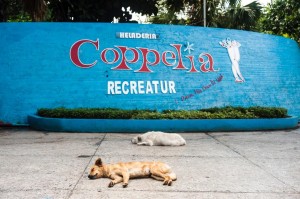 dogs at Coppelia