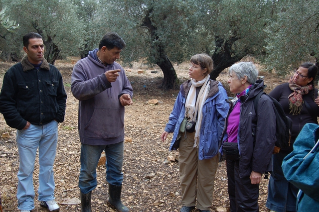 Reality Tours to Palestine also focus on Fair Trade olive oil production in the West Bank.